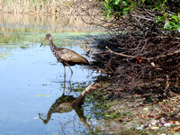 As if to say, "Nothing more to see, move along," this Limpkin bid us farewell, and we paddled passed on our way back to the take-out.