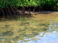 Mangrove prop roots protect and offer habitat to invertebrates that filter water, such as oysters.