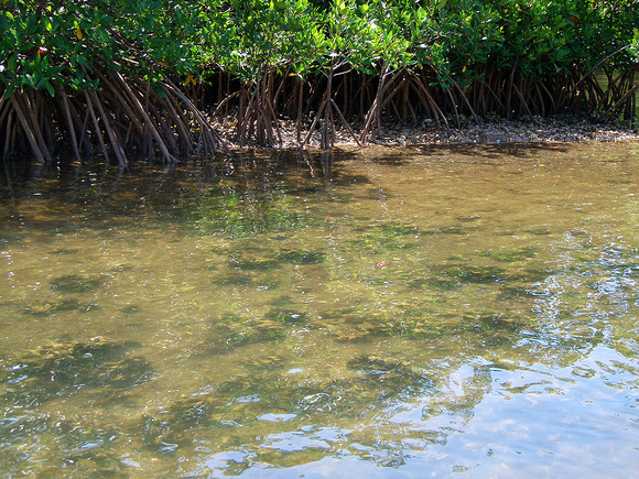 Mangrove prop roots protect and offer habitat to invertebrates that filter water, such as oysters.
