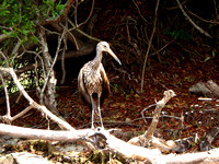 Abundant in Central Florida, Limpkins become more rare to spot the farther north one travels.