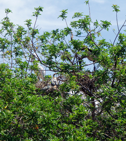 Look closely at the babies in the nest under the young Wood Stork: Anhinga offspring!