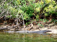 Until this trip, my paddle pal had only seen 'gators from land...she later had a very close encounter with a young one (still sporting its stripes).