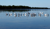In search of Roseate Spoonbills, the way was very shallow and blessed with a bevy of white water birds!