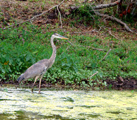 The bird-watching was stellar. Followed this Great Blue Heron for a while...