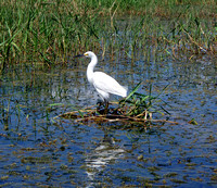 Among the beauties spotted on this paddle, a Snowy Egret granted me several snaps before flying off.