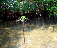 Along the way would be rogue mangrove sprouts...I could relate ;-)