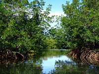 The promise of exploration among the mangroves drew me away from the beach area and into the maze of the bayou.