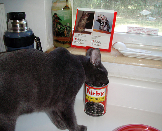 Winston has a sophisticated palate and enjoys cultural flavors...(actually, he'll eat ANYthing)