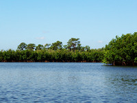 Mangroves abound here...part of the critical habitat of this estuarine ecosystem.