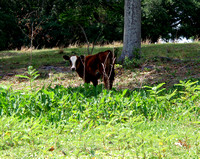 Replete with a variety of wildlife, Saddle Creek is home to a bevy of bovines.