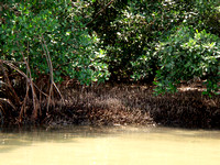 Mangroves lined the shore on the bay side of Honeymoon Island