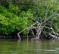 Right out of the gate, the wildlife greeted me...this lovely Little Blue Heron's vibrant color shown brightly through the mangroves.