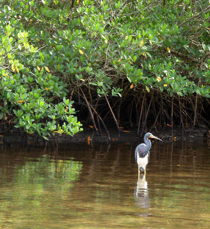 This Little Blue Heron was very gracious to allow me to photograph it...