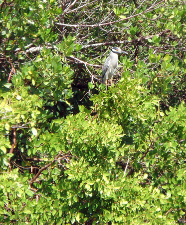 This Yellow-crown Night Heron didn't stay long enough for me to get any closer than this, but I was pleased to spot it nonetheless.
