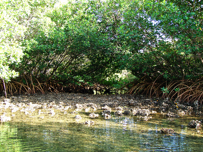 Zenfolio | April L. Gustetter | PICNIC ISLAND - Tampa, Fla.