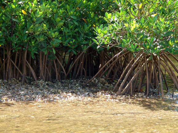Prop roots also support juvenile fish, mammals, amphibians, and countless unique plants.