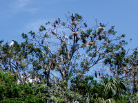 I was halted by the view of this tree and all its inhabitants, including the nests that have welcomed so many newcomers!
