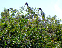 Upon entering the old phosphate strips, these were my first greeters...Wood Storks and their babies, with a couple o' Anhinga at left.