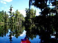 In the late 1700s, the land along the Hillsborough River was covered by a rich, old growth forest.
