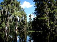 Majestic bald cypress trees were thousands of years old.