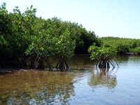 Mangroves thrive in salty environments because they are able to obtain fresh water from saltwater.
