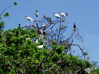 White Ibis and Cattle Egret joined the army of Wood Storks on the rookery.