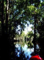 All along the river were these coves of enormous cypress trees...it was like being inside a castle.