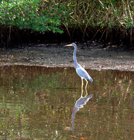 This Tri-color Heron was on the hunt for breakfast...