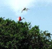 And there it is...my beautiful Roseate Spoonbill...taking flight with a White Ibis.