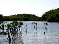 Florida's mangrove forests contribute to the overall health of the state's southern coastal zone.