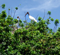 Some of the ugliest birds to look at when stationary, the Wood Stork is one of the most beautiful to watch in flight.