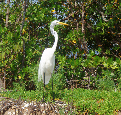 Our first greeter, this regal American Egret (aka Great Egret) allowed me to get very close for a couple o' good shots...
