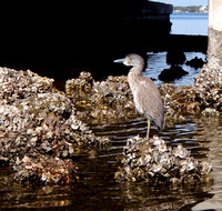 A serene Immature Yellow-crowned Night Heron undisturbed by my snapping camera