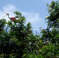 I have paddled this lovely little hidden haven many times, and this was the first time I saw Roseate Spoonbills...and they were plentiful!